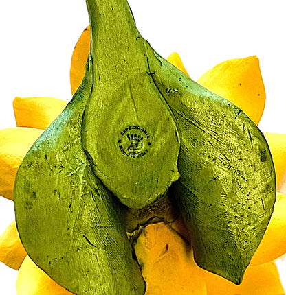 Close-up of a green flower with yellow petals on a white background